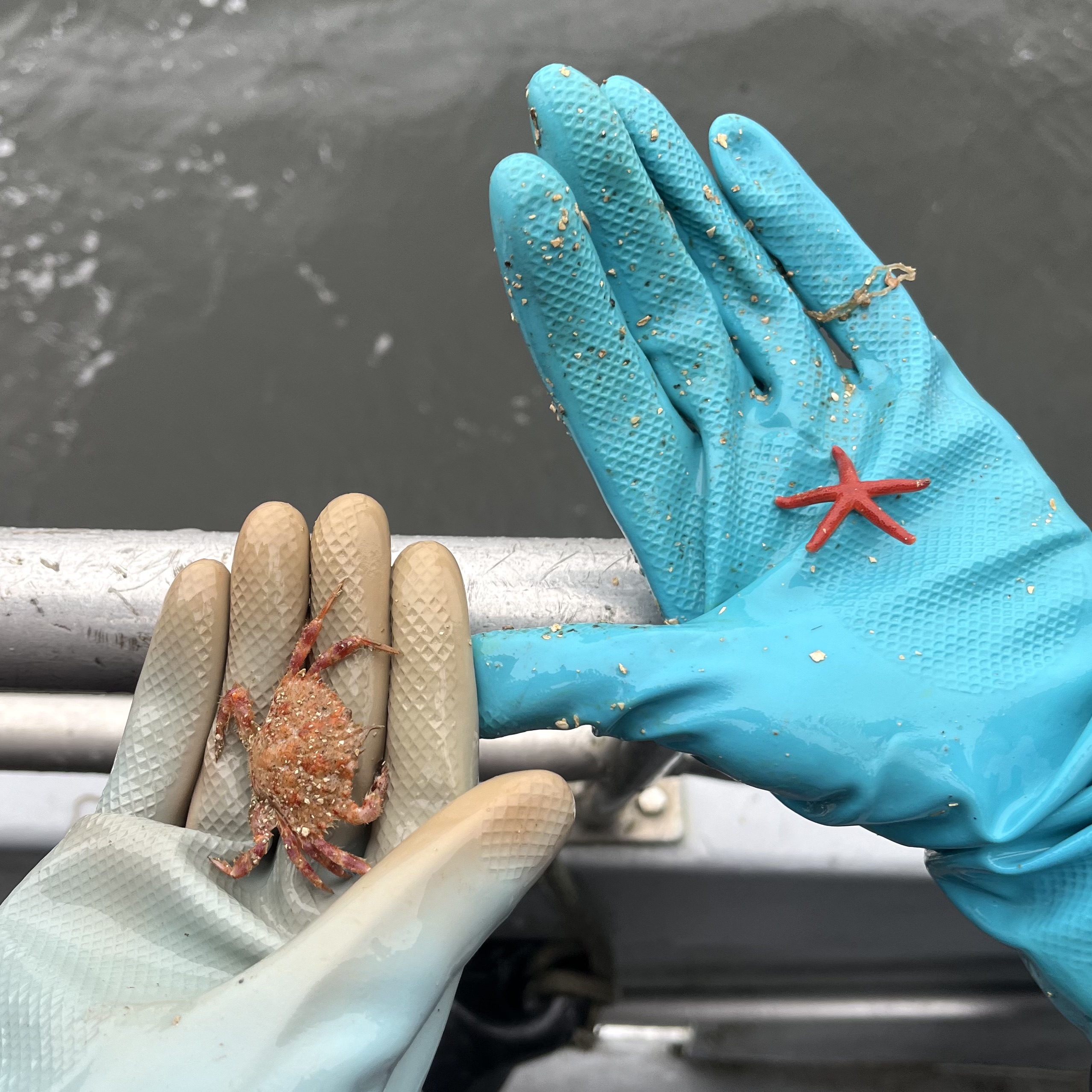 If it feels like mucus, it’s a fucus